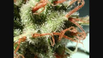 (12 inch) Allison – Show I The Way.wmv