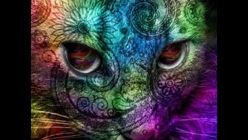 Skazi – Animal