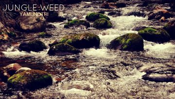 Jungle Weed – Yamunotri