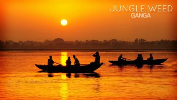 Jungle Weed – Ganga