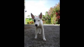 Oxford Ardkore 1992 Side A track 2