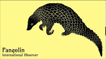International Observer – Chiff-Chaff Dub