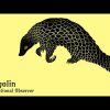 International Observer – Pangolin Dub