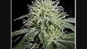 Alpha and Omega Meets Dub Judah Almighty Jah