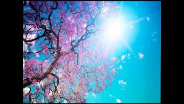 KANKA-SPRING