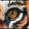 Haire – Eye of the tiger
