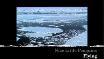 Nice Little Penguins – Flying