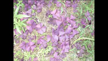 Camarco – Everything to Me