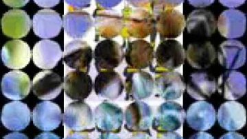THE SCIENTIST – The Bee